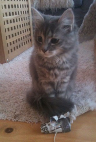 Inger Harriets kattepus, Lucy.