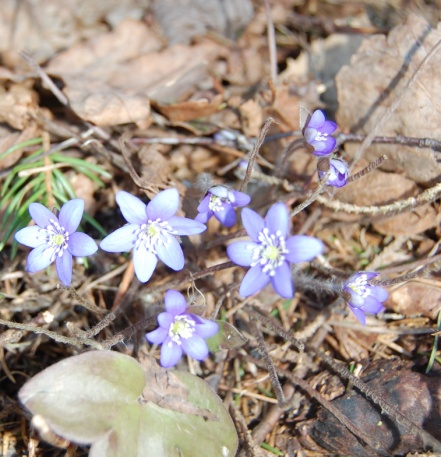 Blomst