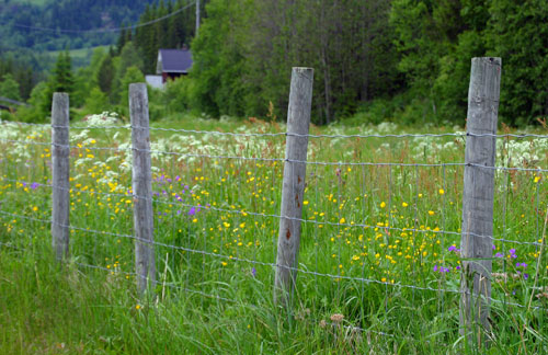 Blomstereng