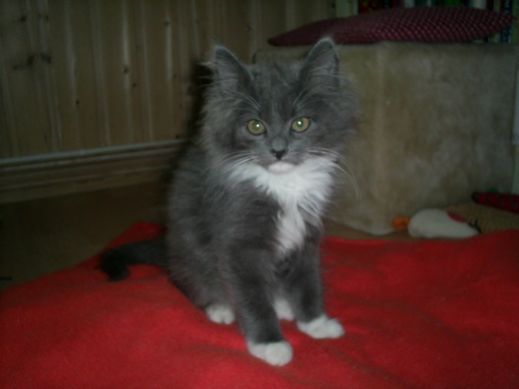 Jacques