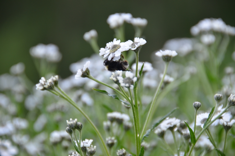 Blomst