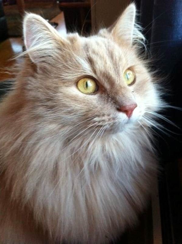 katt1
