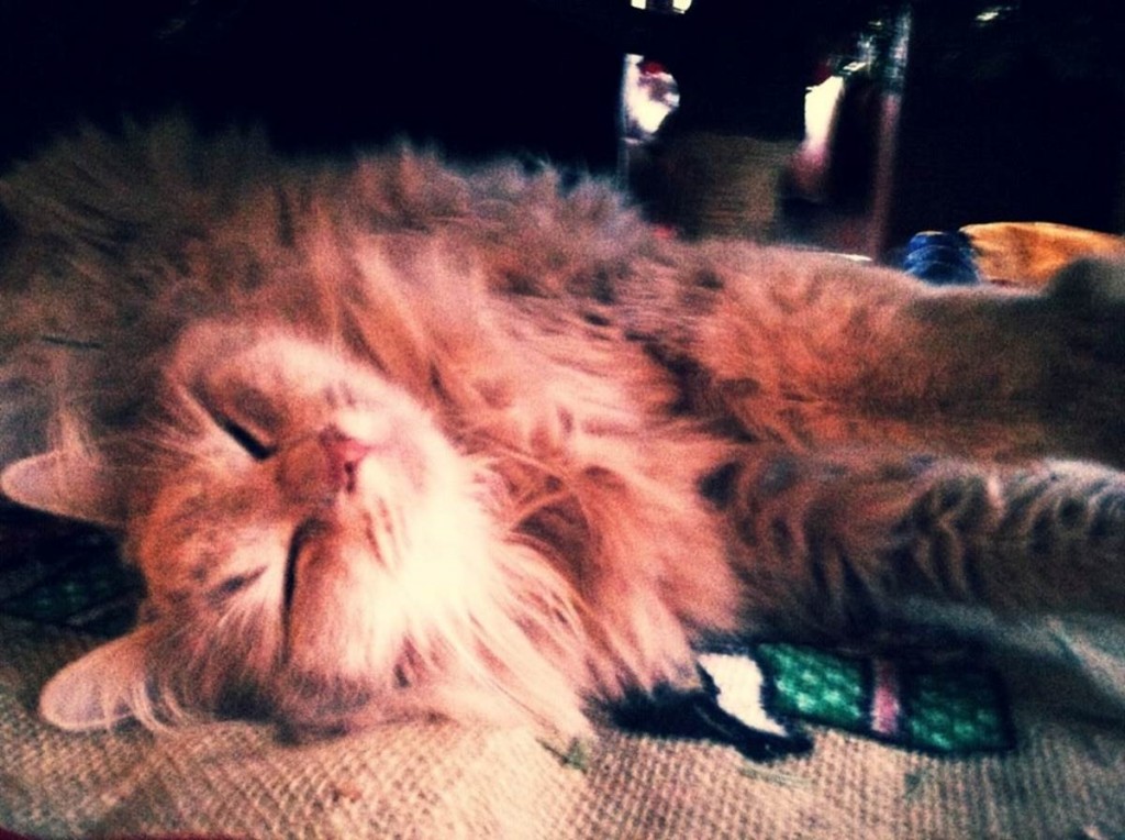 katt2