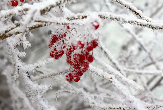redberries