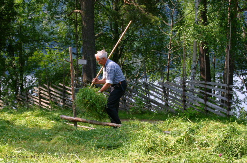 raking