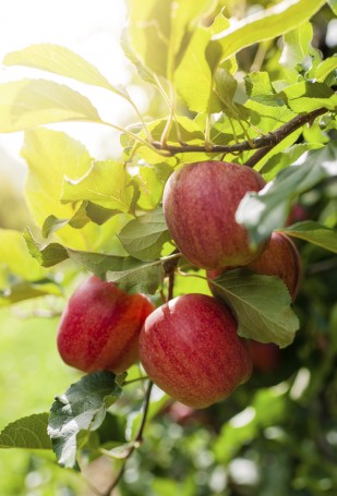 Red apples on a branch