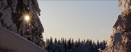 Solstråler som leker mellom grenene gir magiske øyeblikk