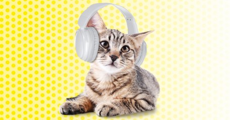 Katt