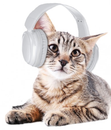 Katt_