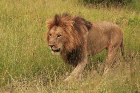 «Aslan»